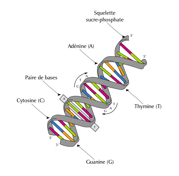 ADN hélice