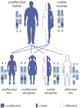 X-linked recessive inheritance