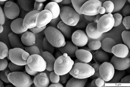 Saccharomyces cerevisiae imagen microscopio
