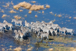 Zebra migrating in Botswana