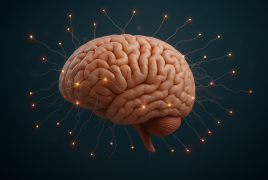 brain