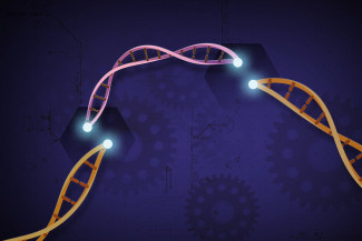 Several DNA fragments with illuminated extremes
