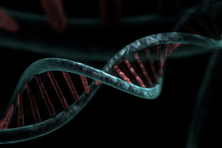 DNA gene DNA gene