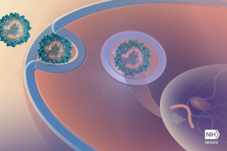 Gene therapy Terapia génica