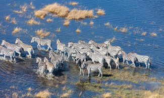 Zebra migrating in Botswana