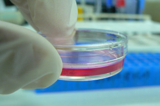 Cultivo celular laboratorio