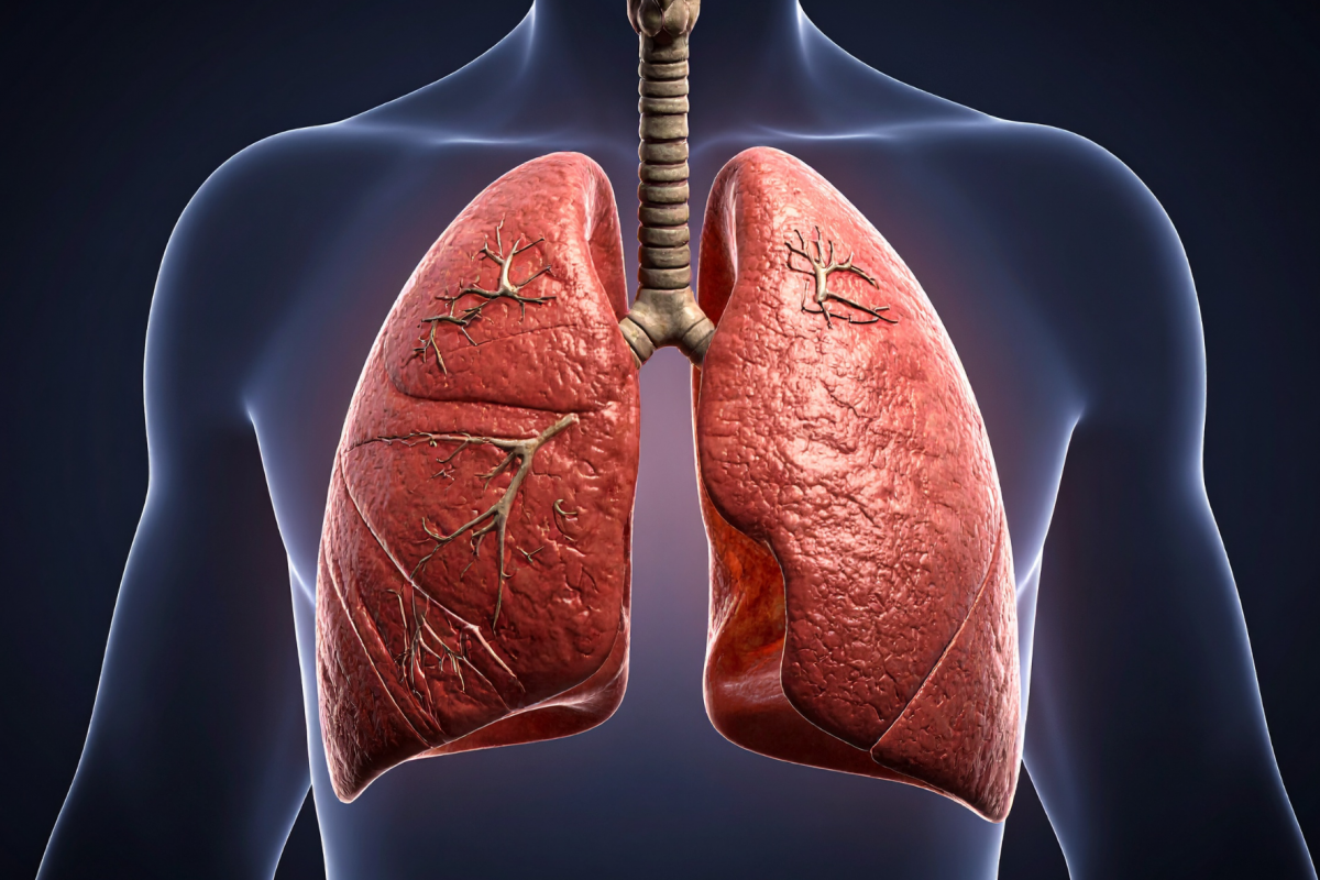 pulmones