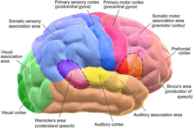 Functions developed by different regions of the cortex. Wikimedia