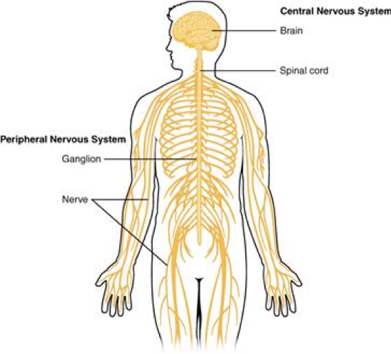Overview of the nervous system. Wikimedia