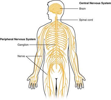 Overview of Nervous System