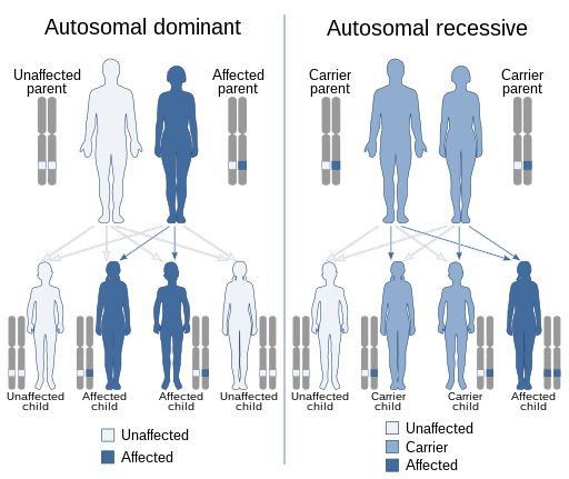 recessive inheritance genetics