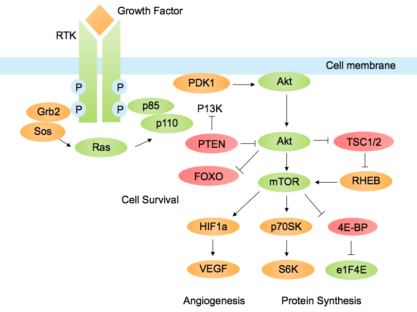 PI3K/AKT pathway in cancer